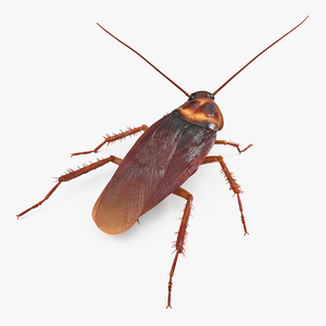 3D Animated Cockroach Spinning Rigged for Cinema 4D model