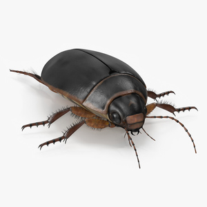 Squeak Beetle Black Realistic 3D model