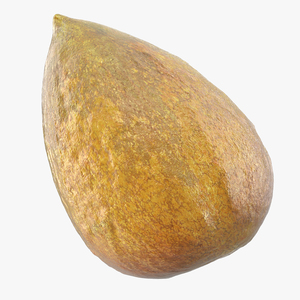 Avocado Seed 3D