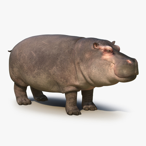 3D Hippopotamus with Fur