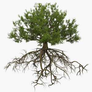 Oak with Roots 3D model