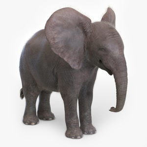 Baby Elephant Fur 3D