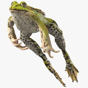 Frog Jumping Pose 3D