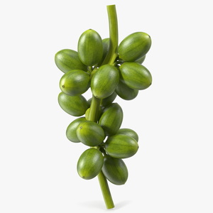 3D Bunch of Fresh Green Coffee Beans model