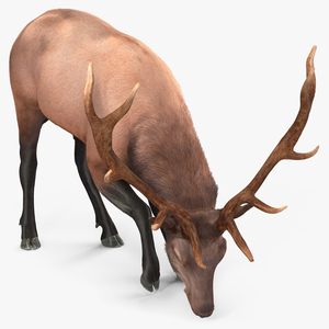 3D model Realistic Elk with Antlers Fur