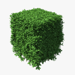 Boxwood Square Bush 3D model