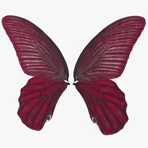 3D model Butterfly Wings