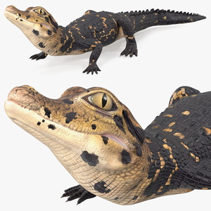 3D Black Caiman Baby Looks Up