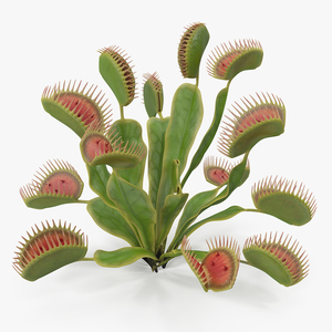 Venus Flytrap Dionaea Muscipula Plant 3D