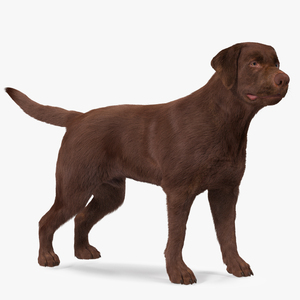 3D Labrador Dog Brown Standing Fur