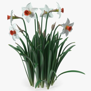 3D Growing White Jonquil