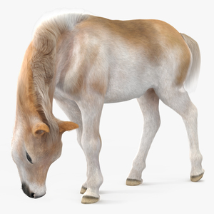 3D Shetland Pony in Grazing Pose Fur model