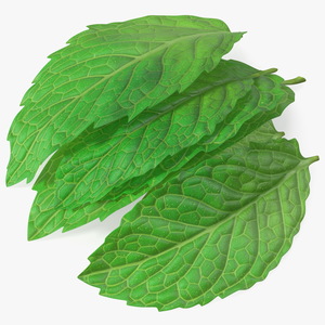 3D Bunch of Fresh Mint Leaves