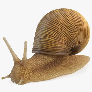 Garden Snail 3D