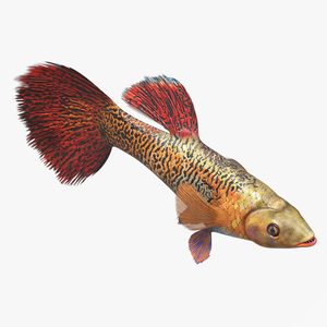 Guppy Fish Red Snake Rigged 3D