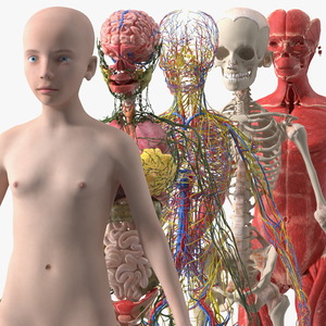 3D Full Body Kid Girl Anatomy