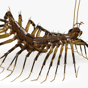 3D House Centipede Fur Rigged