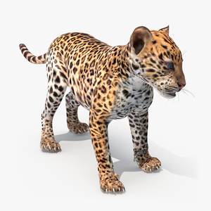 3D Baby Leopard Cub