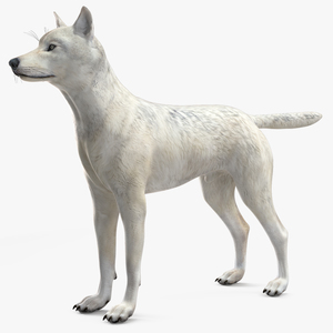 3D Canis Lupus Arctos model