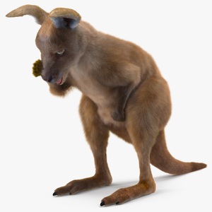 Baby Kangaroo Fur Rigged 3D model