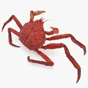 3D Kamchatka Crab Fighting Pose model