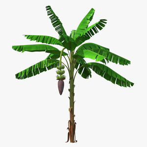 3D Blooming Banana Tree with Green Banana Cluster