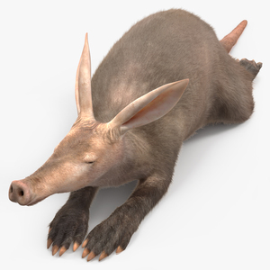 3D Aardvark Lying Pose Fur model