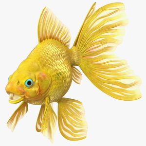 3D model Goldfish