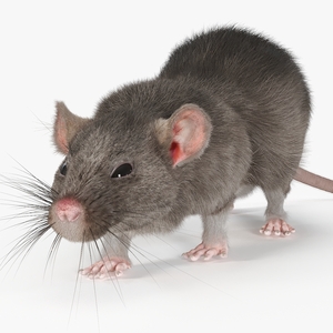 Norway Rat with Fur 3D model