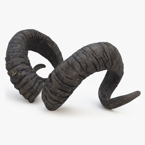 Sawed off Mountain Ram Horns Black 3D model