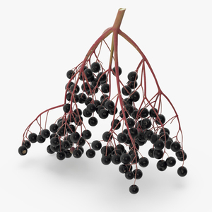 Black Elderberry Cluster 3D model