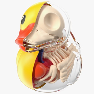 Bath Duck Anatomy Glass Half Shell 3D model