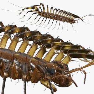 House Centipede Fur 3D model