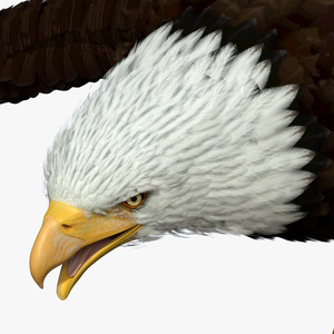 Realistic Flying Bald Eagle 3D