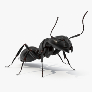 3D Realistic Black Ant Insect