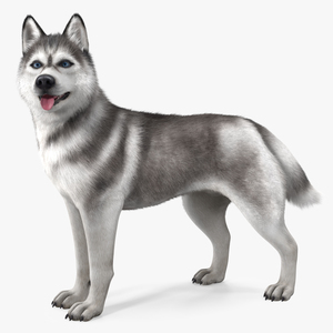 Siberian Husky Gray Standing Pose Fur 3D