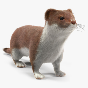 3D model Stoat Brown Fur