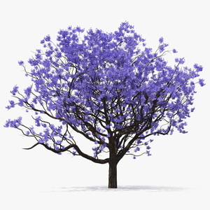 3D Blooming Jacaranda Tree without Leaves model