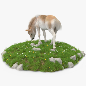 Shetland Pony Grazing in a Meadow Fur 3D