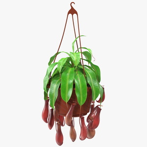 3D model Nepenthes Alata in Hanging Pot