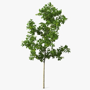 3D model Young White Oak