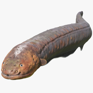 3D Electric Eel Swimming Pose