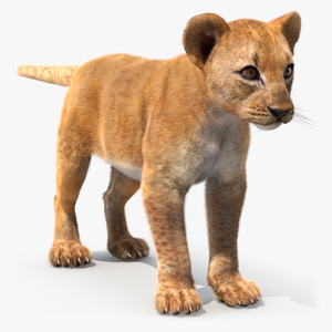 Lion Cub Fur 3D