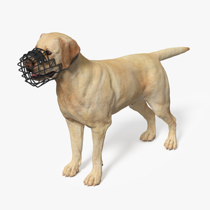 3D model Labrador Dog White with Muzzle