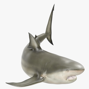 Pigeye Shark Rigged 3D model