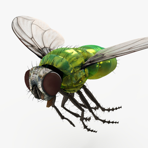 Lifelike Insect Housefly 3D model