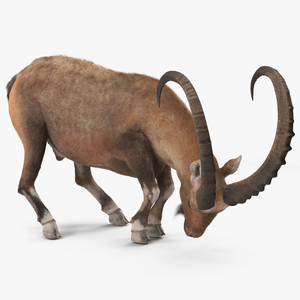 Alpine Ibex with Large Horns Fur 3D