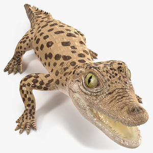 Baby Crocodile Light Color Rigged for Modo 3D