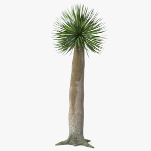 3D Dragon Blood Tree Young model