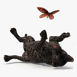 3D model Playful Black Leopard Cub with Butterfly